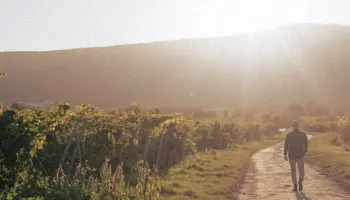 Alkoholfrei aus Deutschland: Diese Weine machen richtig Spass.