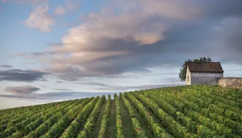 Clos des Lambrays 1937:  Ein Wein, der 90 Jahre nicht altern wollte.