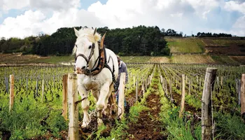 Degustation «Burgund 2024 & Highlights aus Frankreich» in Zürich